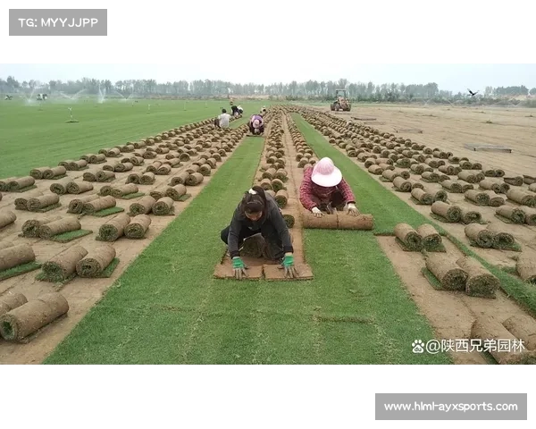 果岭保养的关键技巧与方法提升草坪质量及球场整体水平