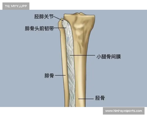 科学高效训练计划助你提升体能与运动表现全面指南